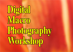 A course in Low Light Digital Photography
